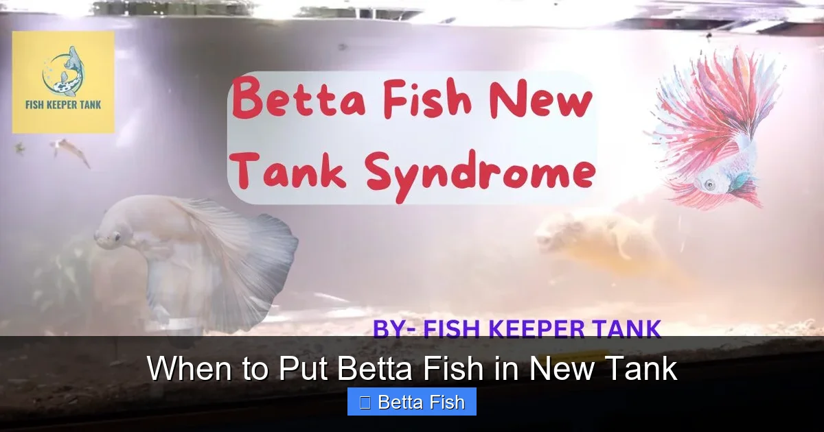 When to Put Betta Fish in New Tank