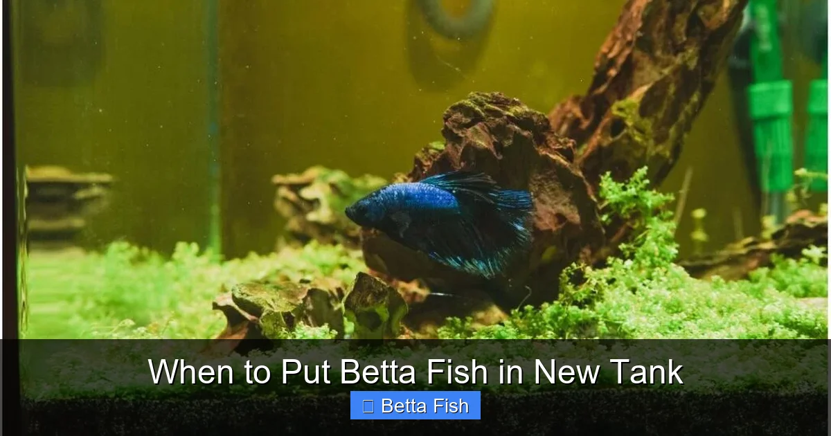 When to Put Betta Fish in New Tank