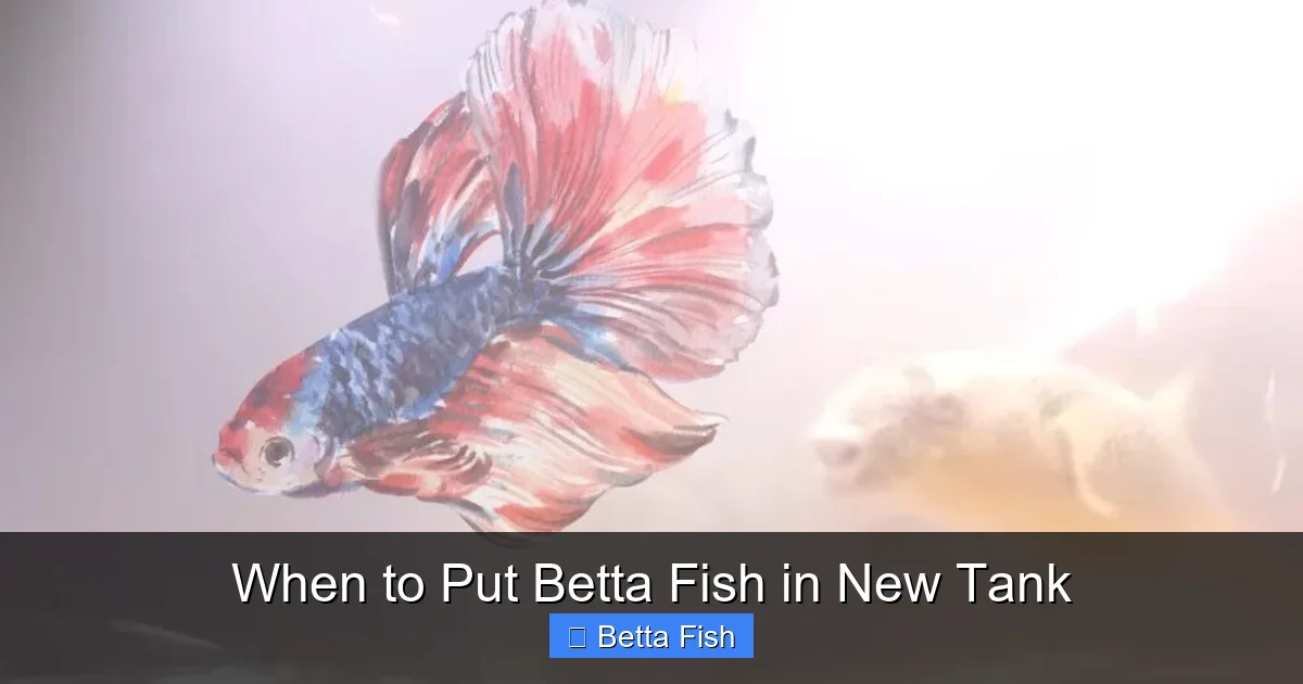 When to Put Betta Fish in New Tank