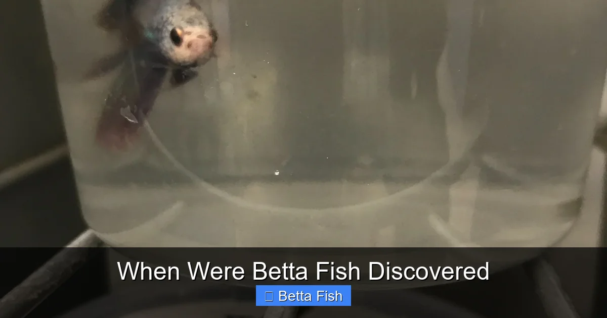 When Were Betta Fish Discovered