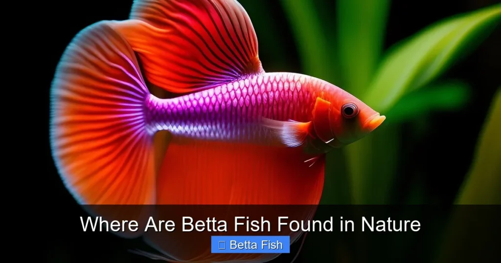 Where Are Betta Fish Found in Nature
