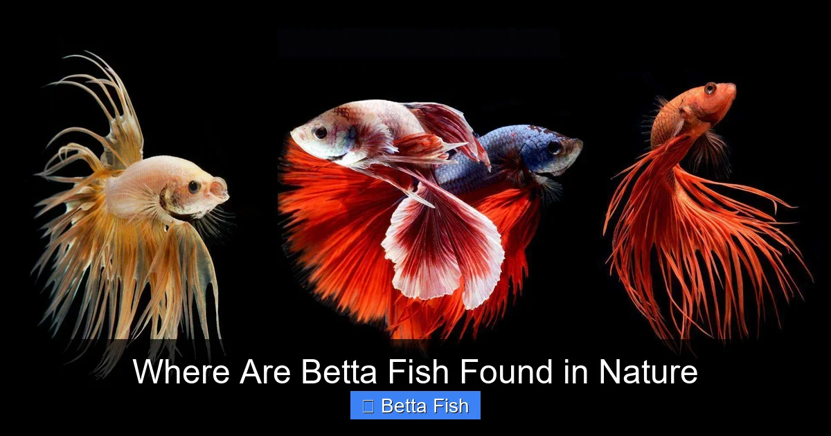 Where Are Betta Fish Found in Nature