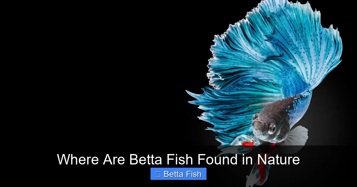 Where Are Betta Fish Found in Nature