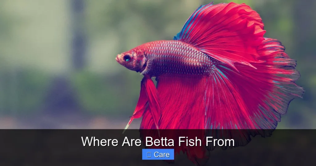 Where Are Betta Fish From