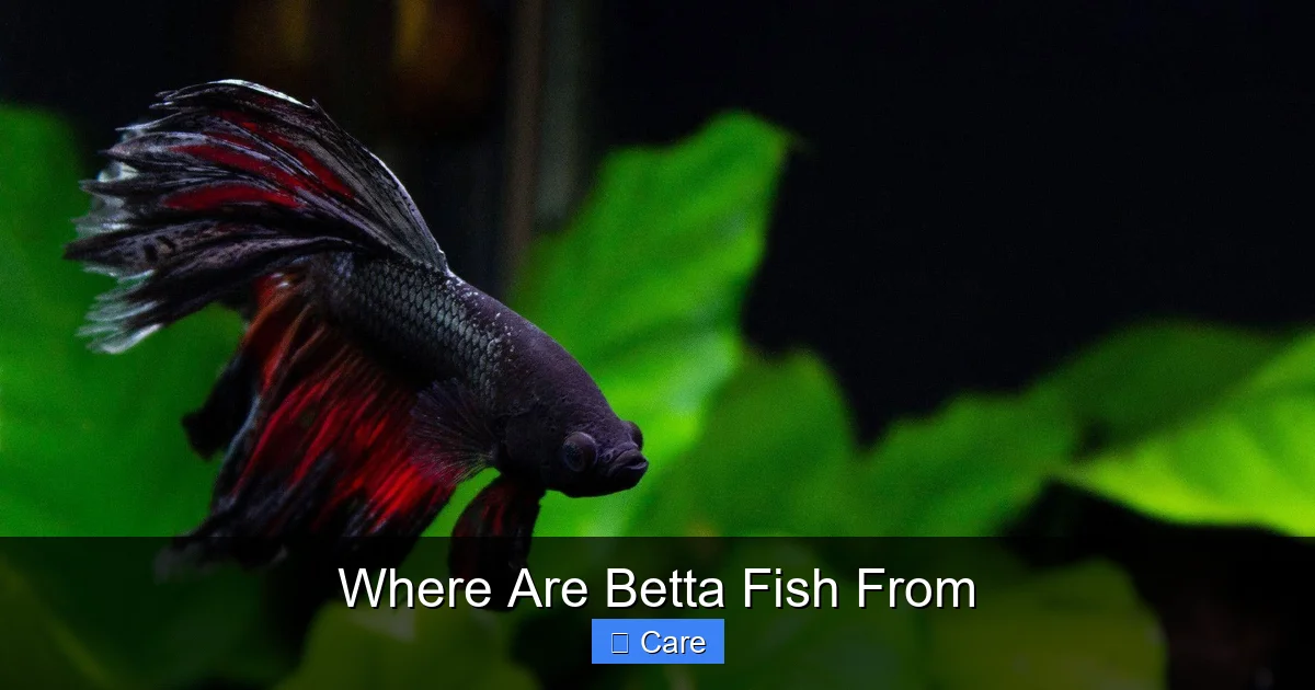 Where Are Betta Fish From