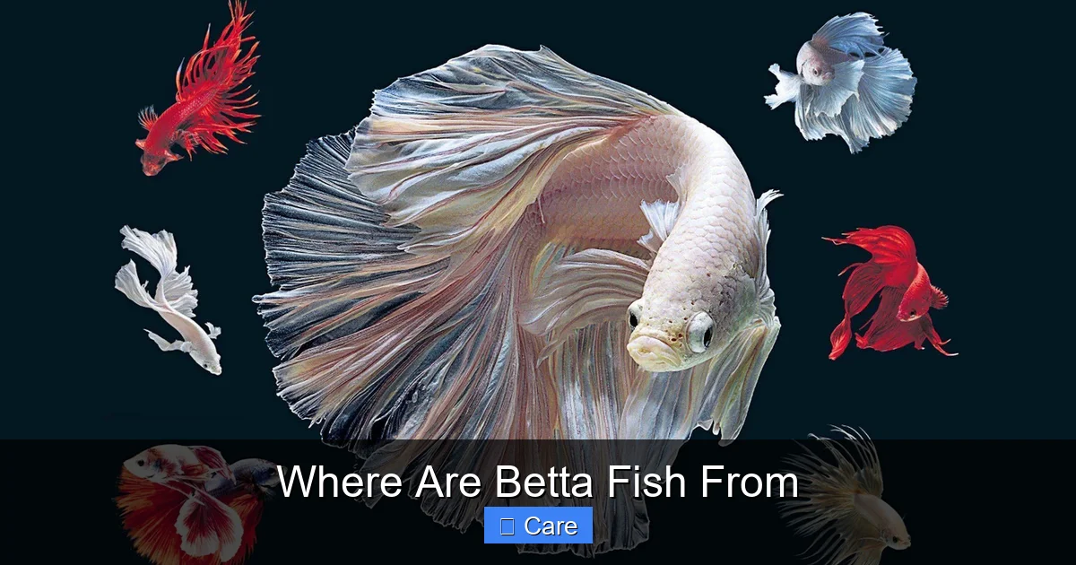 Where Are Betta Fish From