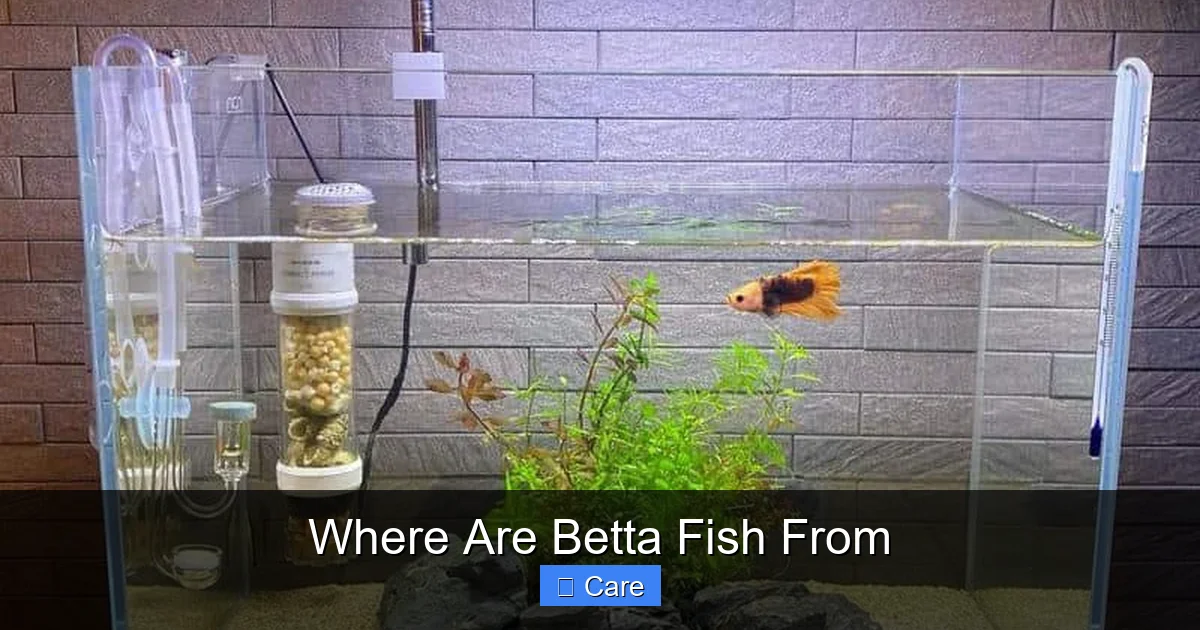 Where Are Betta Fish From
