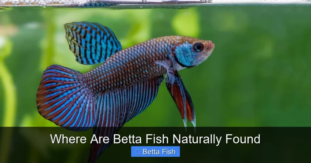 Where Are Betta Fish Naturally Found