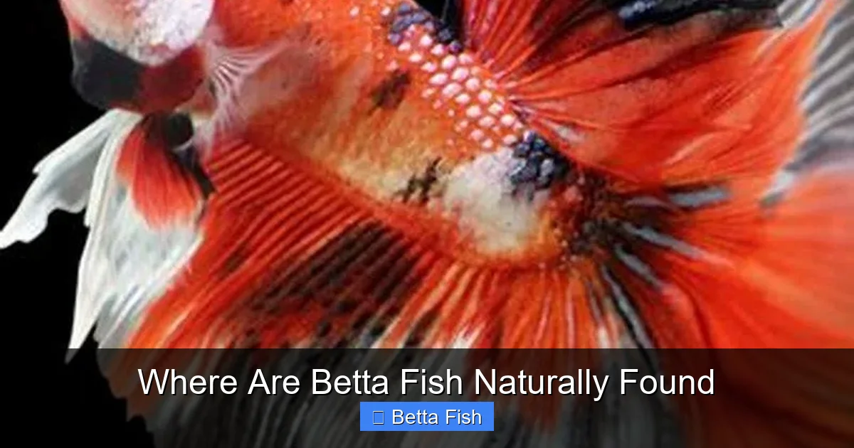 Where Are Betta Fish Naturally Found