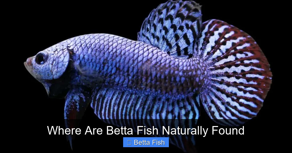Where Are Betta Fish Naturally Found