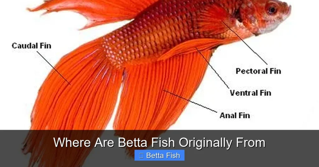 Where Are Betta Fish Originally From