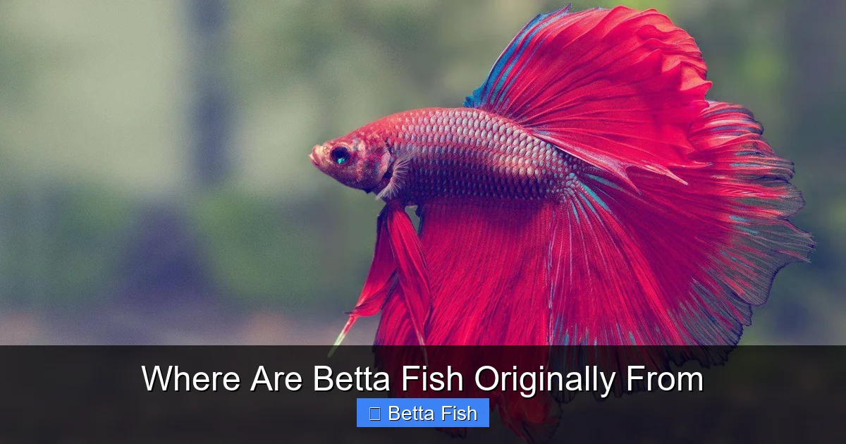 Where Are Betta Fish Originally From