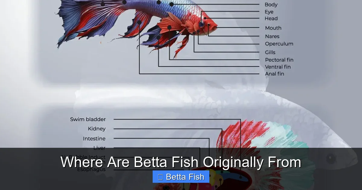 Where Are Betta Fish Originally From