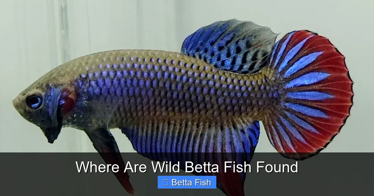 Where Are Wild Betta Fish Found
