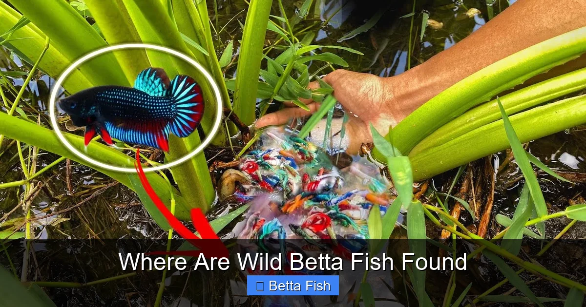 Where Are Wild Betta Fish Found