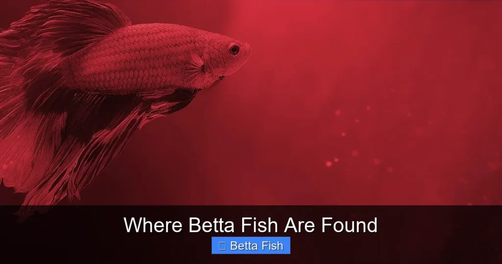 Where Betta Fish Are Found