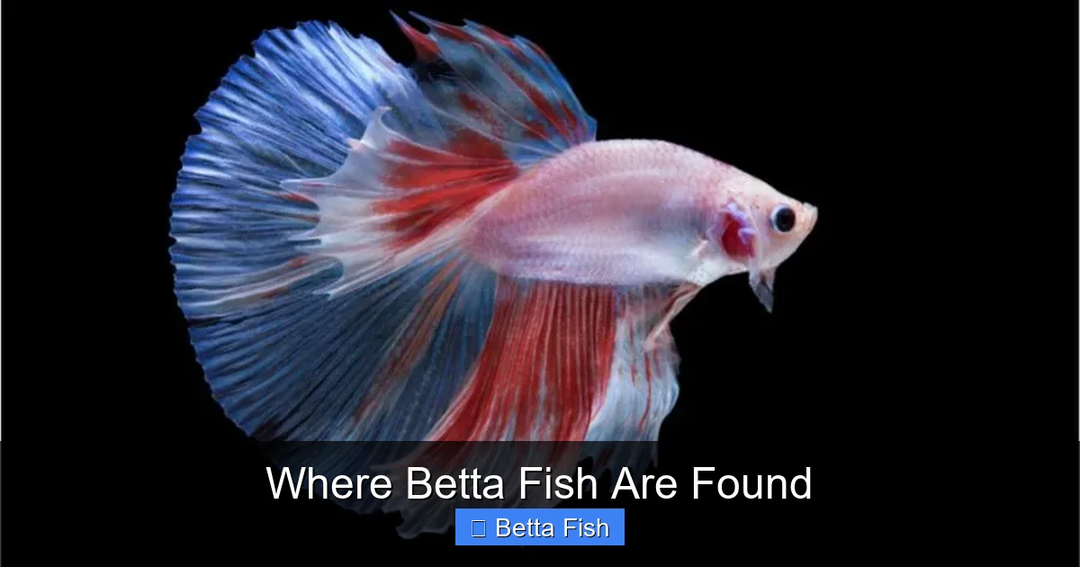 Where Betta Fish Are Found