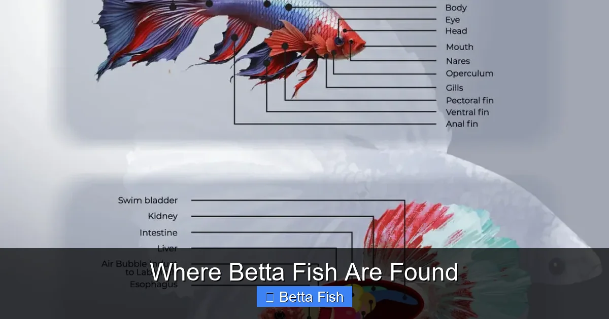 Where Betta Fish Are Found