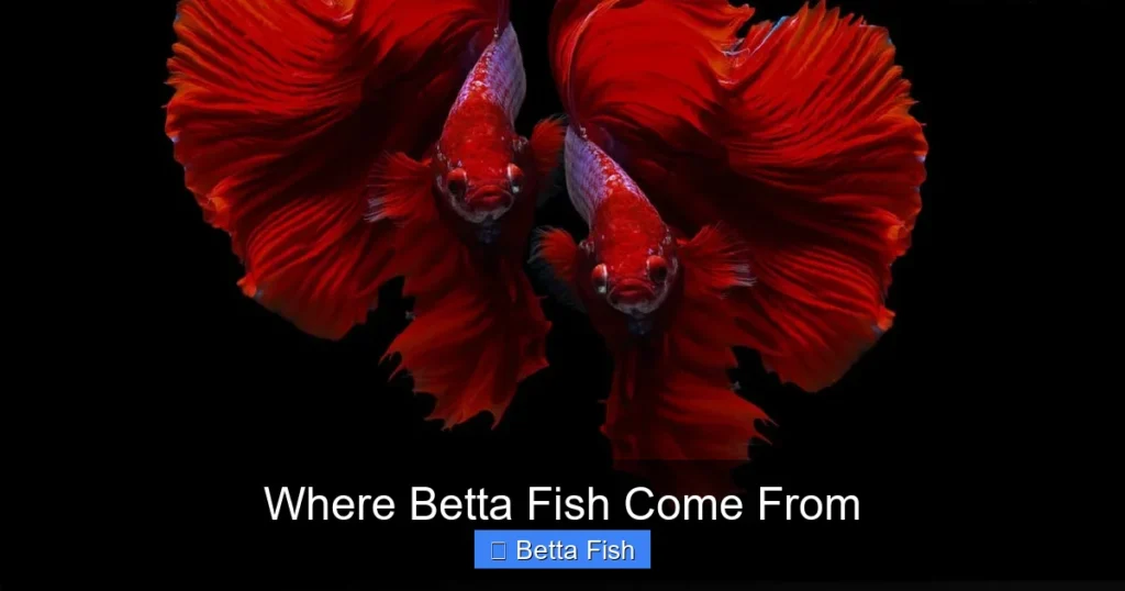 Where Betta Fish Come From