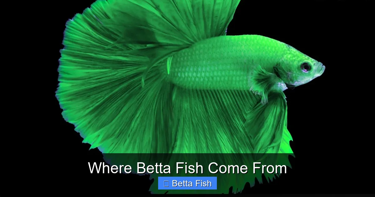 Where Betta Fish Come From