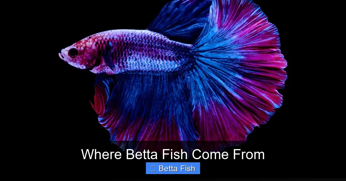 Where Betta Fish Come From