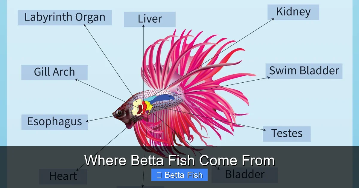Where Betta Fish Come From