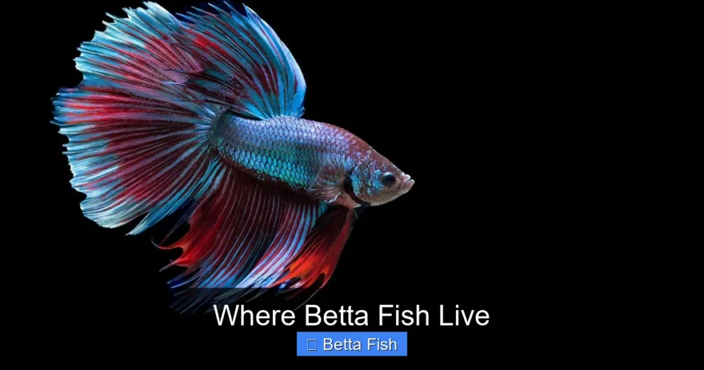 Where Betta Fish Live