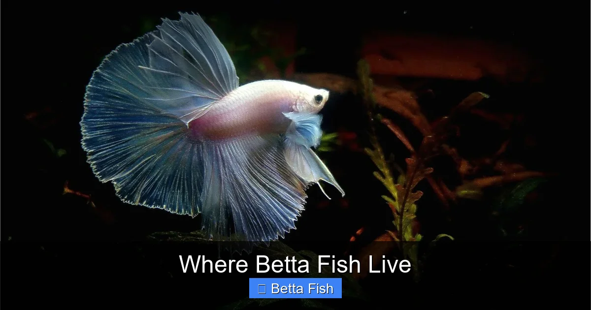 Where Betta Fish Live