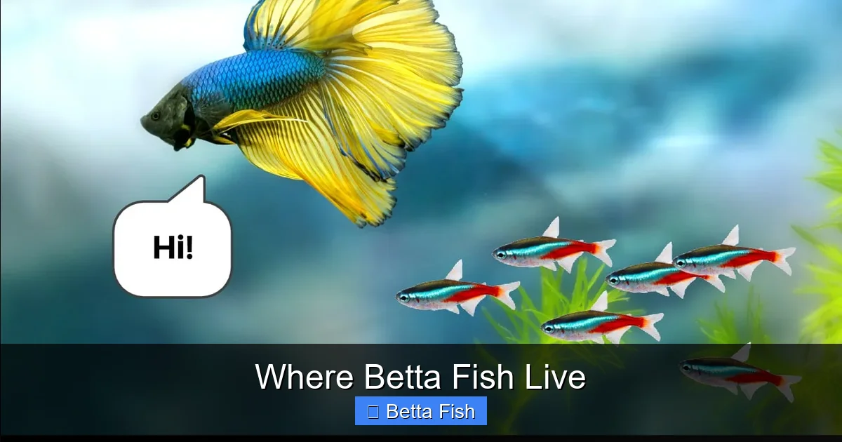 Where Betta Fish Live
