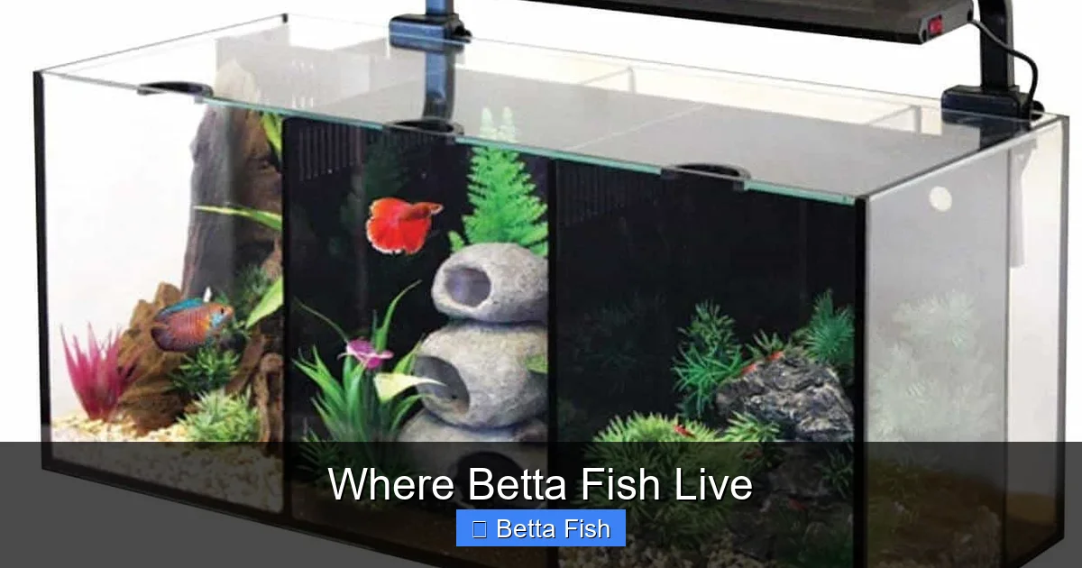 Where Betta Fish Live