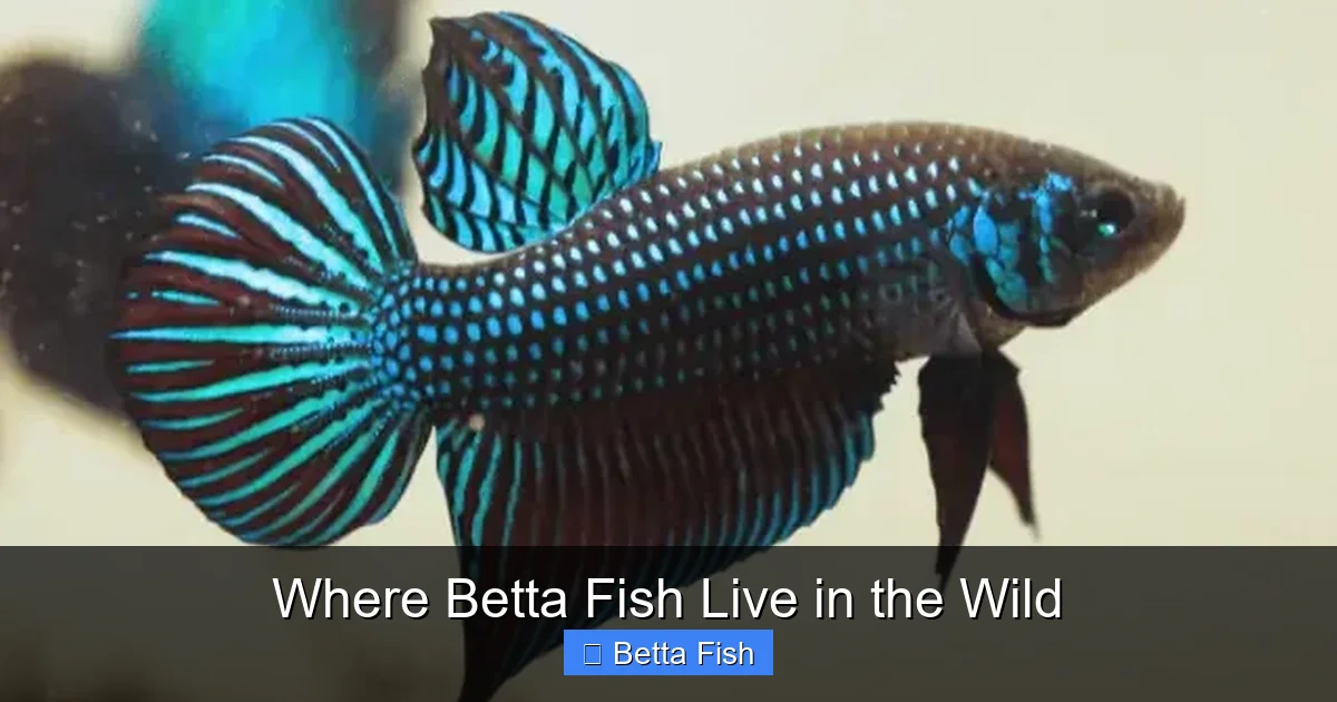 Where Betta Fish Live in the Wild