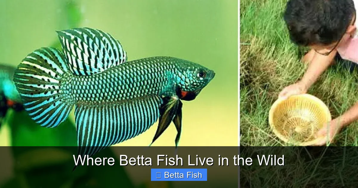 Where Betta Fish Live in the Wild