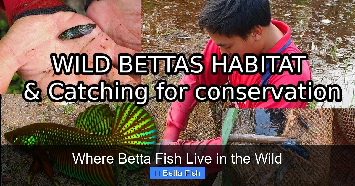 Where Betta Fish Live in the Wild