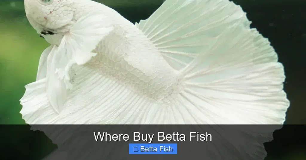Where Buy Betta Fish