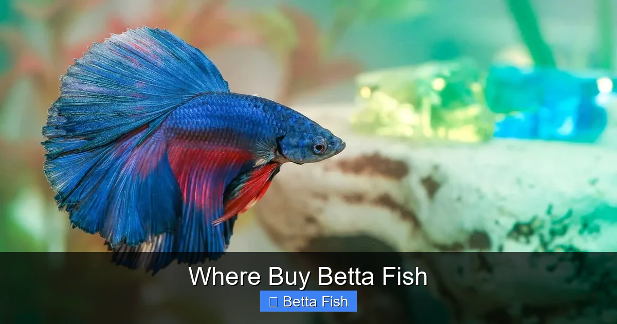 Where Buy Betta Fish