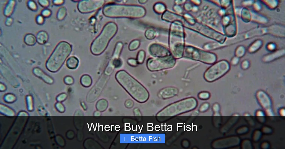 Where Buy Betta Fish