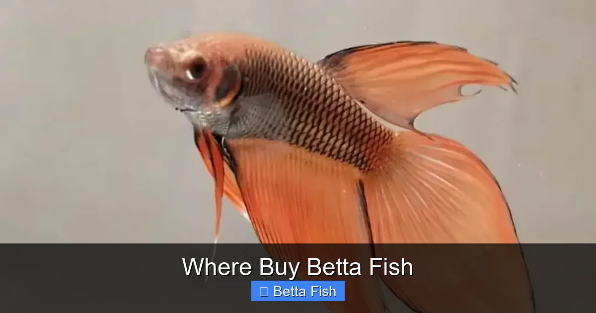 Where Buy Betta Fish