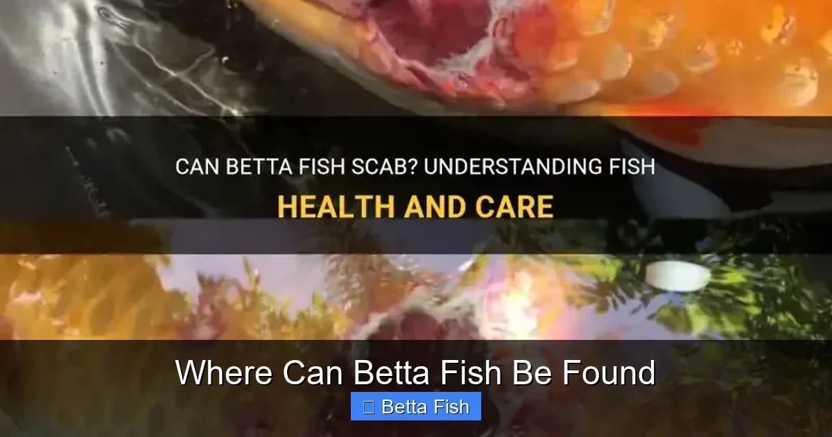 Where Can Betta Fish Be Found