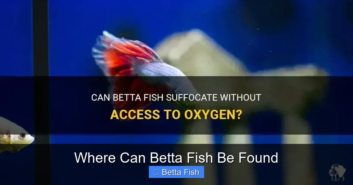 Where Can Betta Fish Be Found