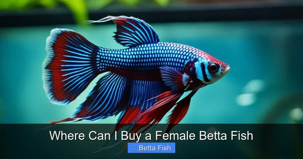 Where Can I Buy a Female Betta Fish