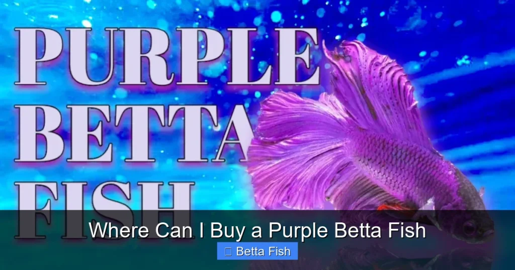 Where Can I Buy a Purple Betta Fish