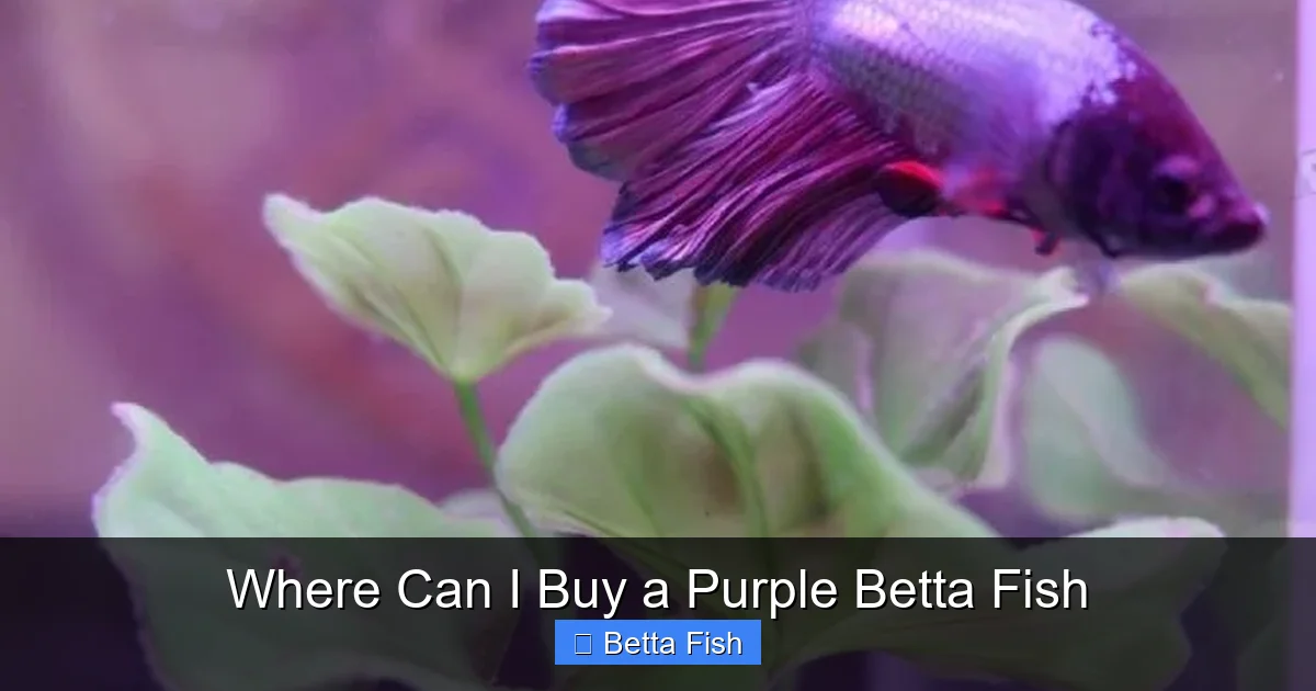 Where Can I Buy a Purple Betta Fish