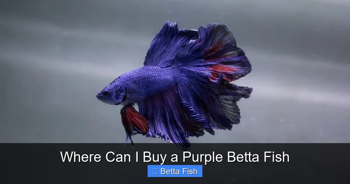 Where Can I Buy a Purple Betta Fish