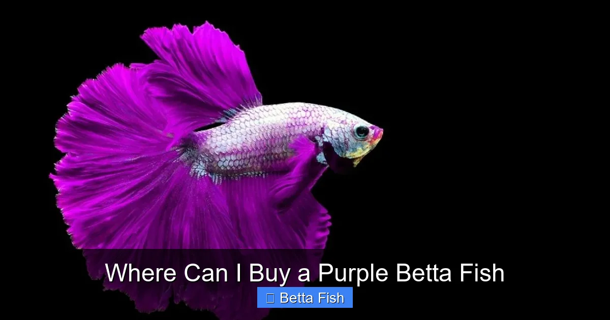 Where Can I Buy a Purple Betta Fish
