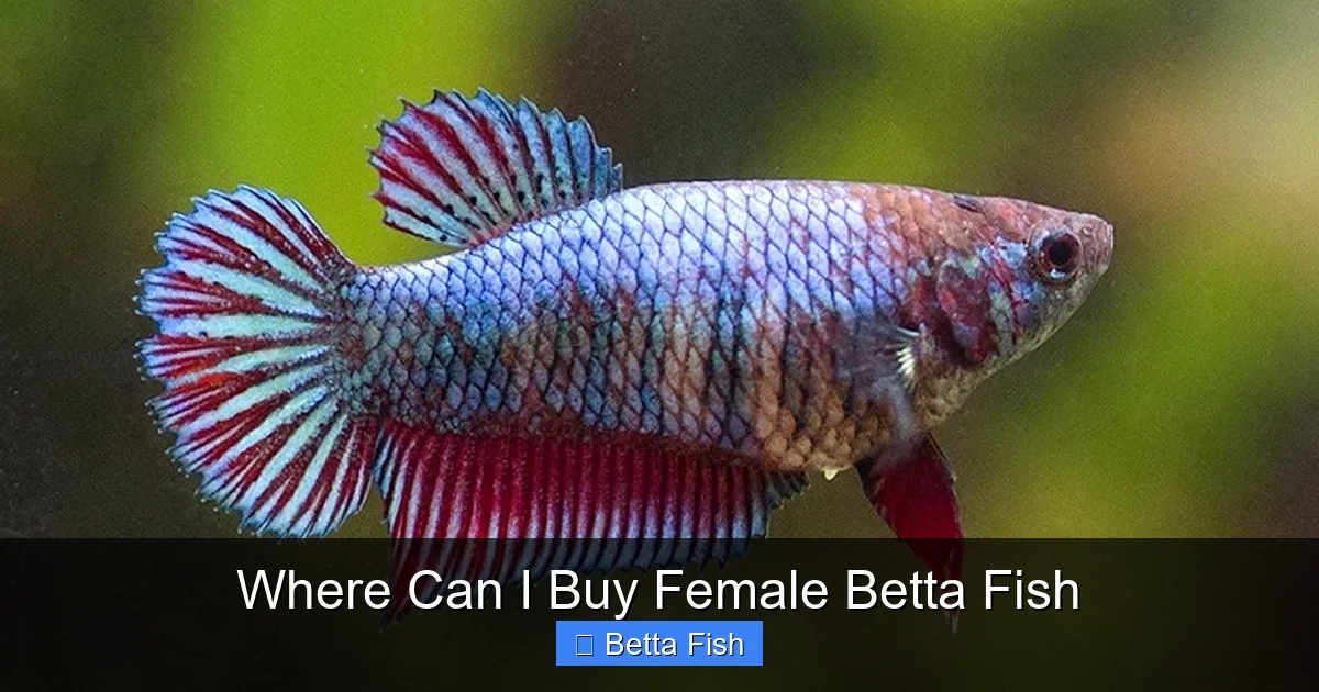 Where Can I Buy Female Betta Fish