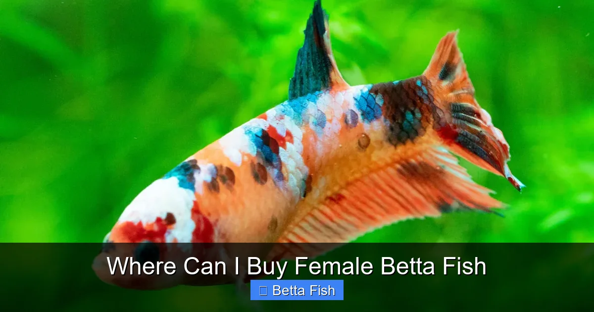 Where Can I Buy Female Betta Fish