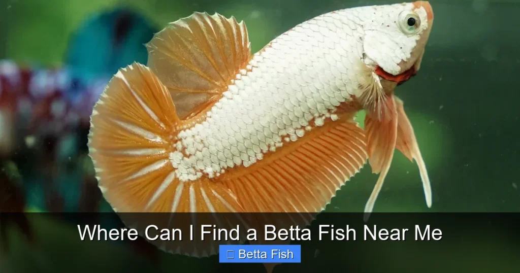 Where Can I Find a Betta Fish Near Me