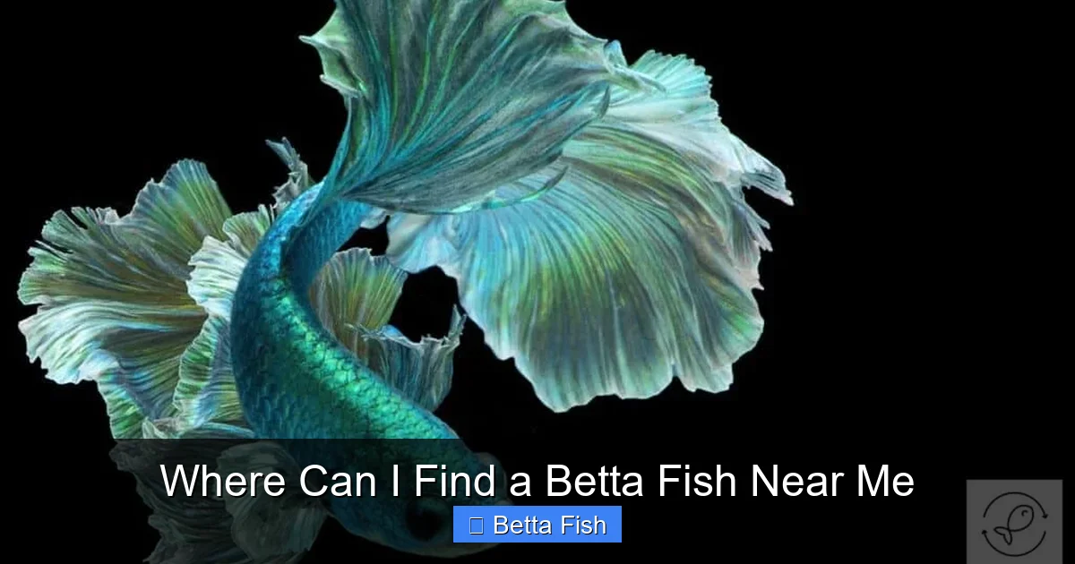 Where Can I Find a Betta Fish Near Me