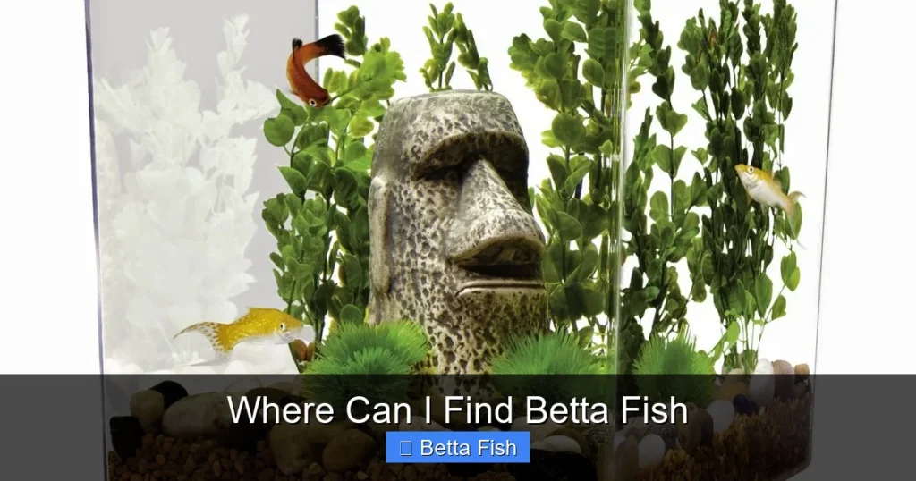 Where Can I Find Betta Fish