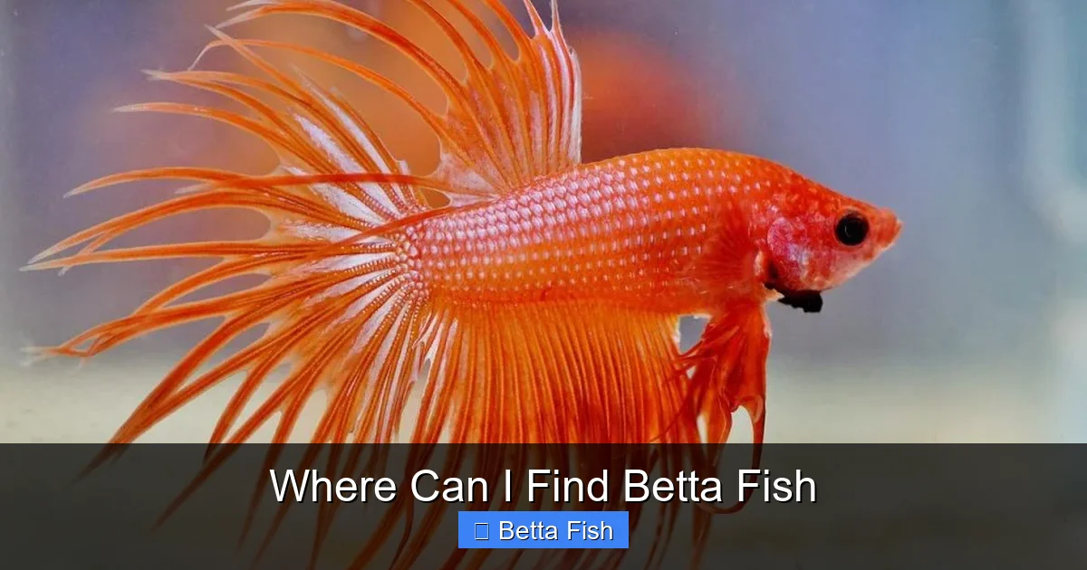 Where Can I Find Betta Fish